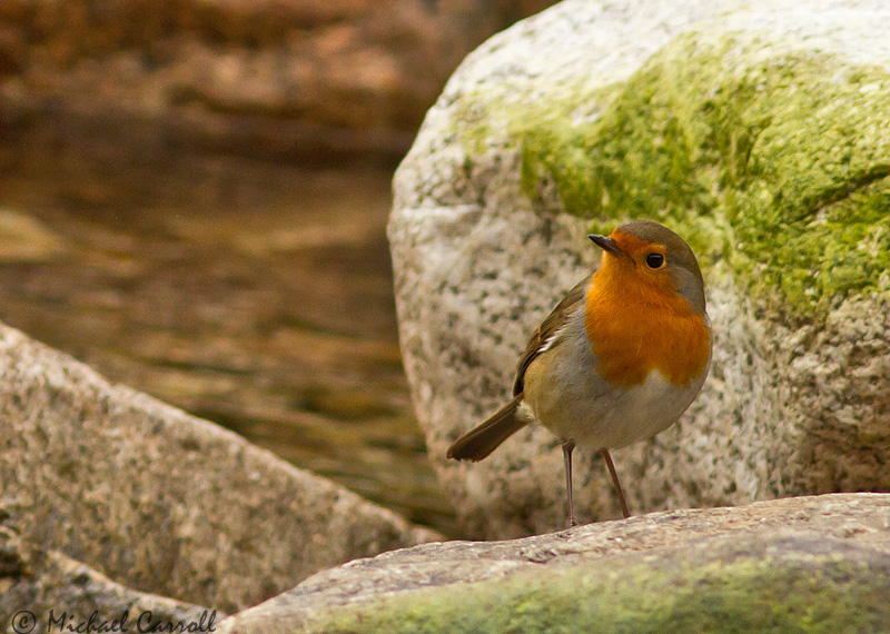 Robin_030313_4.jpg