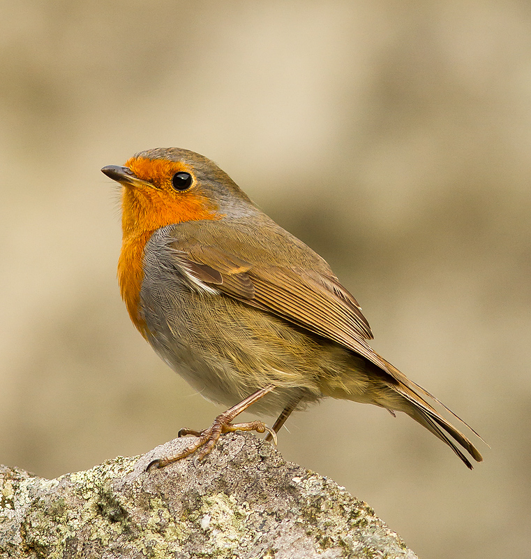 Robin_051014_2.jpg
