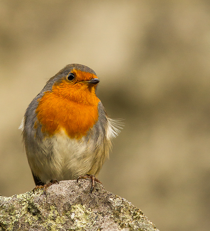 Robin_051014_3.jpg