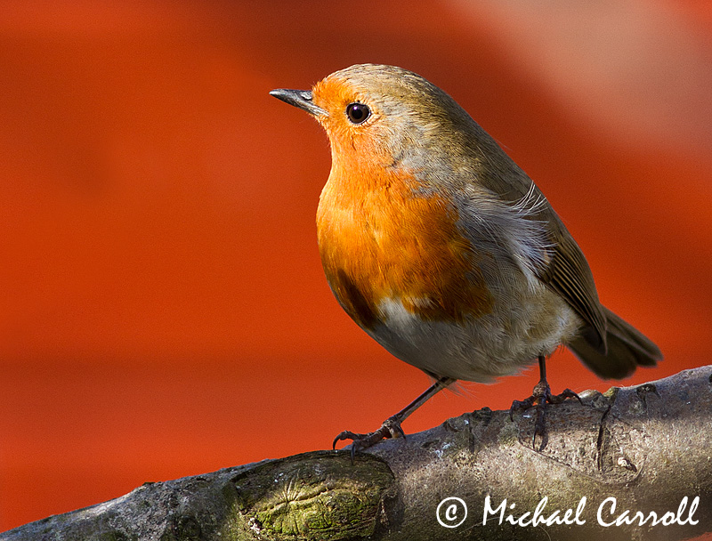 Robin_180312_2.jpg