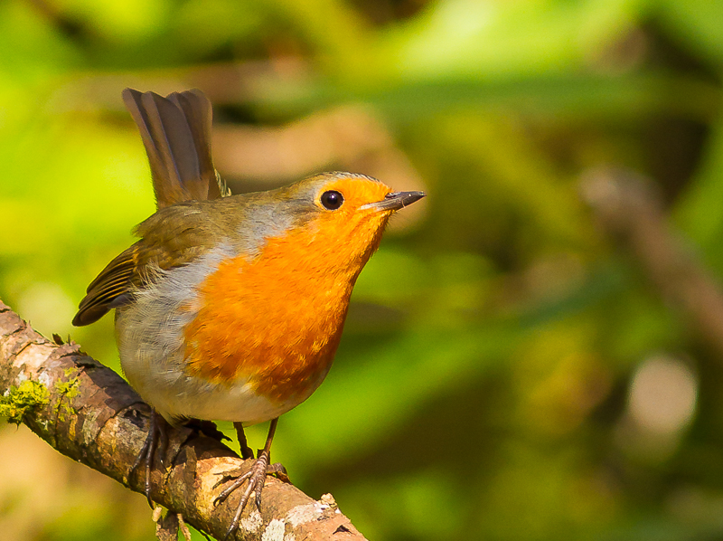 Robin_190315_800px_1.jpg