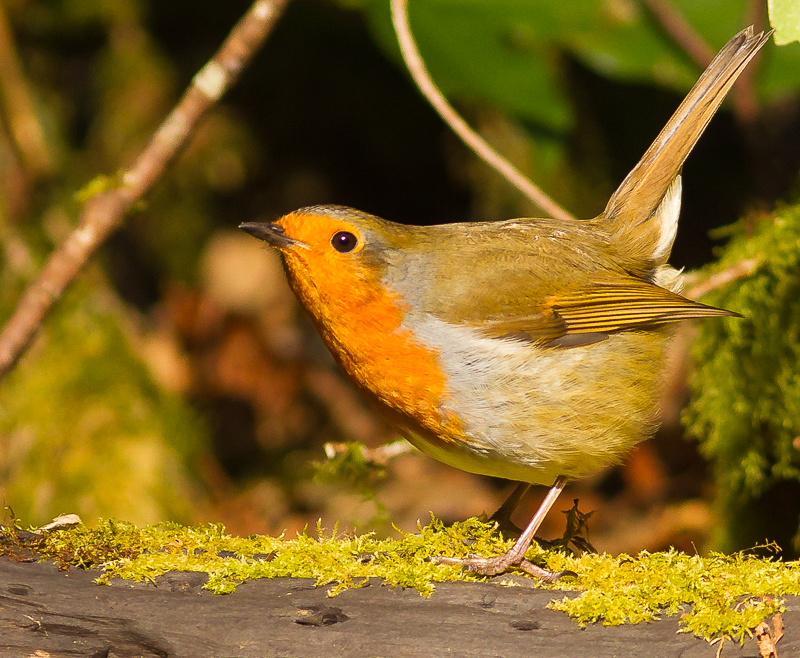 Robin_190315_800px_2.jpg