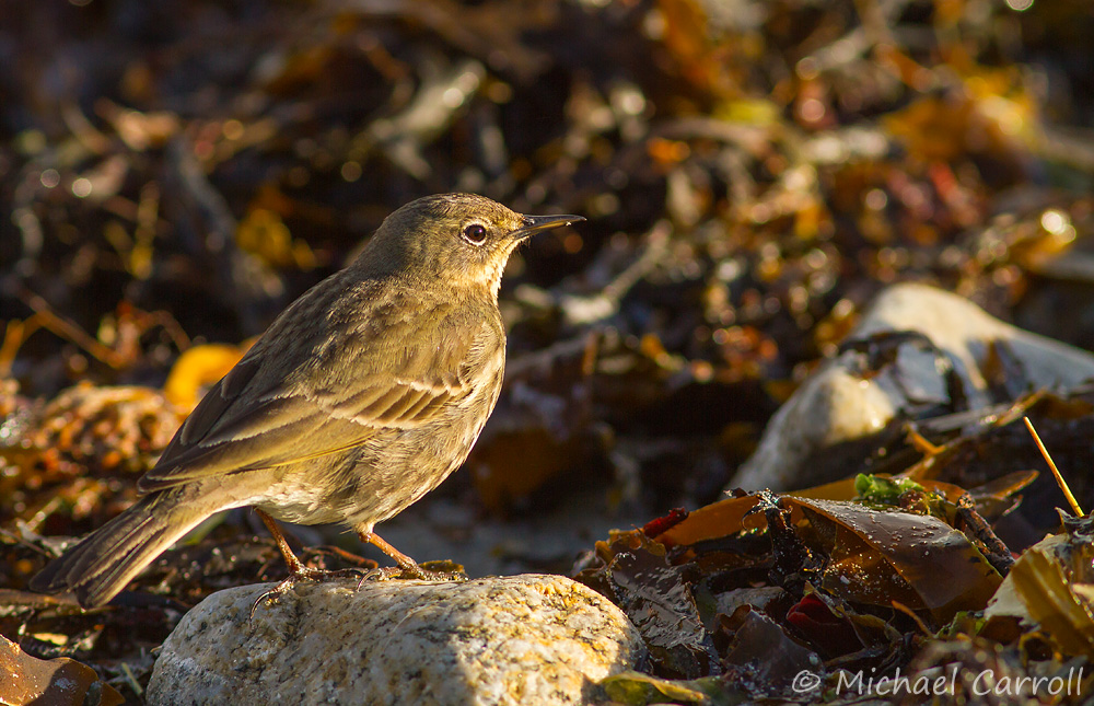 Rock_Pipit_020314_1.jpg