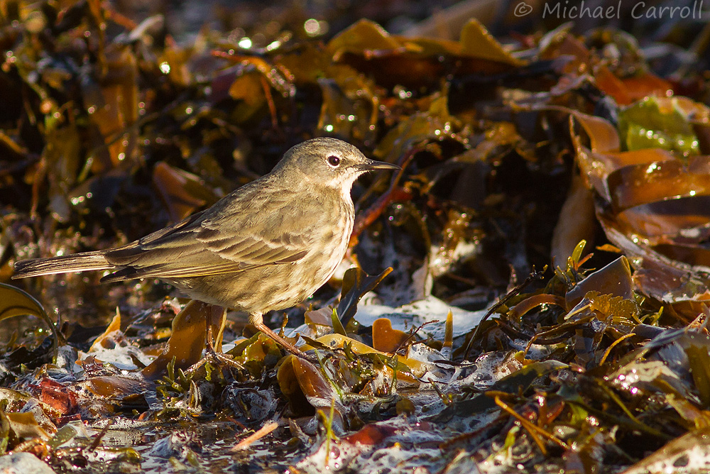 Rock_Pipit_020314_4.jpg