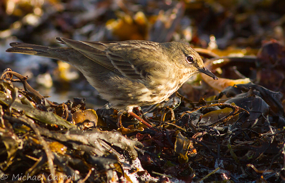 Rock_Pipit_020314_5.jpg