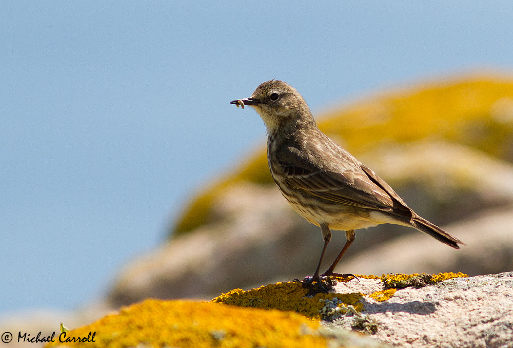 Rock_Pipit_030613_1.jpg