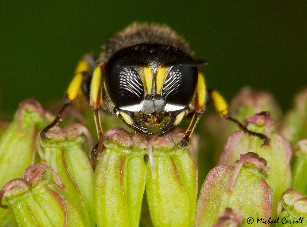 Sawfly_080913_1.jpg