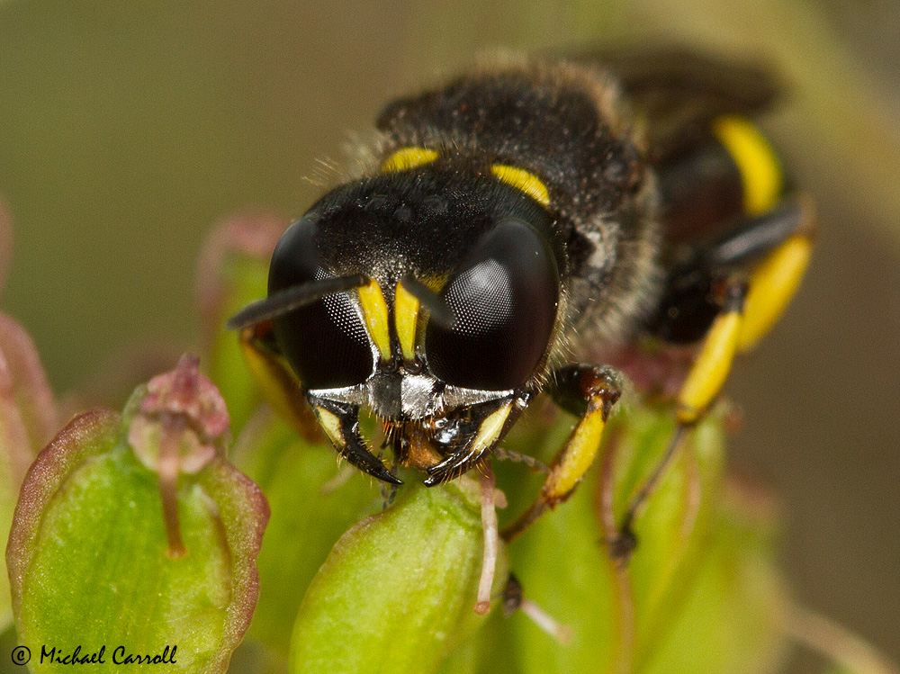 Sawfly_080913_2.jpg