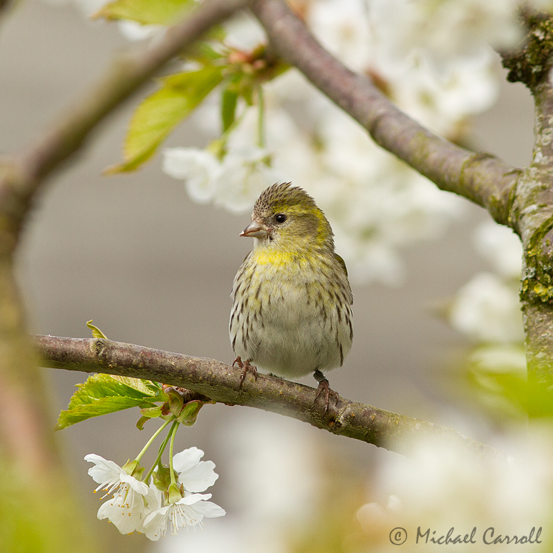 Siskin_060513_1.jpg