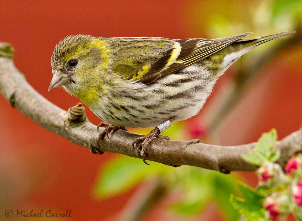 Siskin_060513_2.jpg