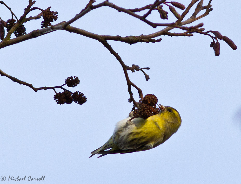 Siskin_151212_3.jpg