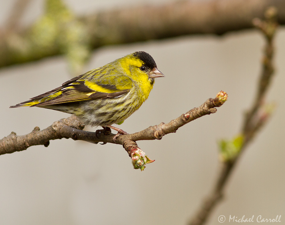 Siskin_210413_1kpx_1.jpg