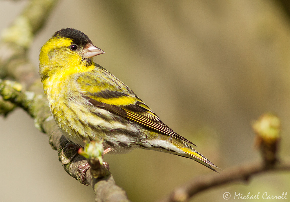 Siskin_210413_1kpx_2.jpg