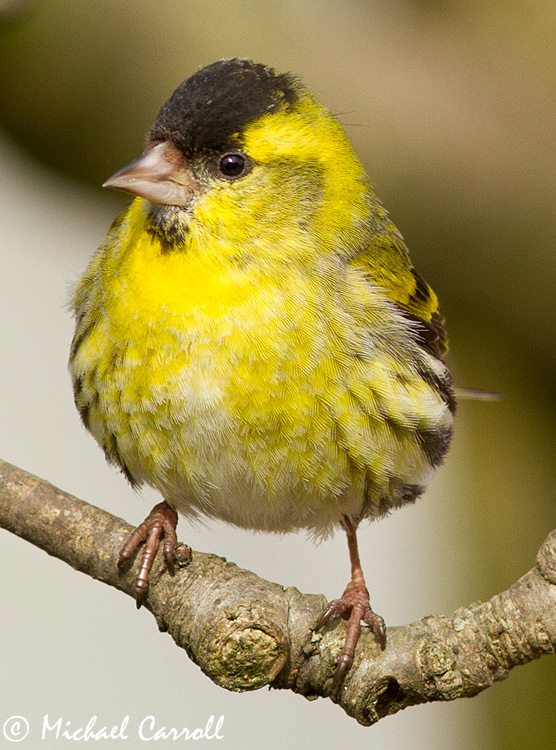 Siskin_210413_750px_1.jpg