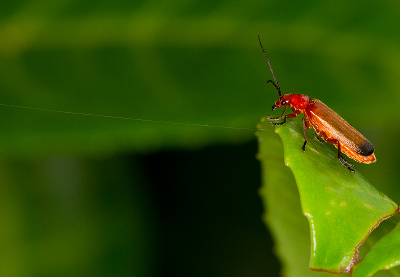 Soldier_Beetle_100711_1.jpg