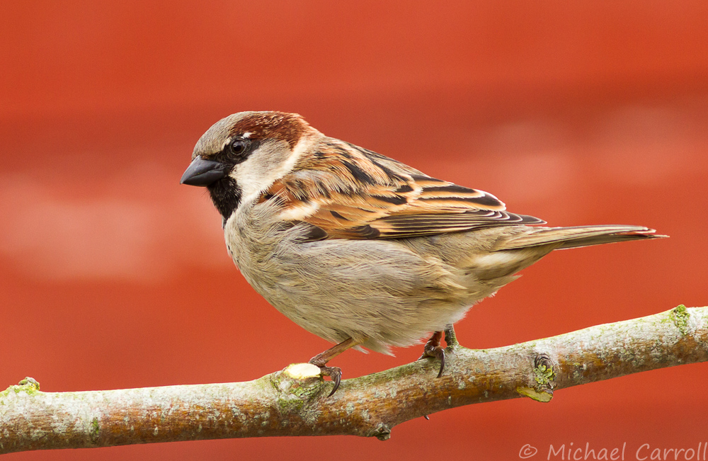 Sparrow_230314_1.jpg