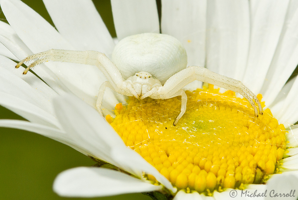 Spider_100612_4.jpg