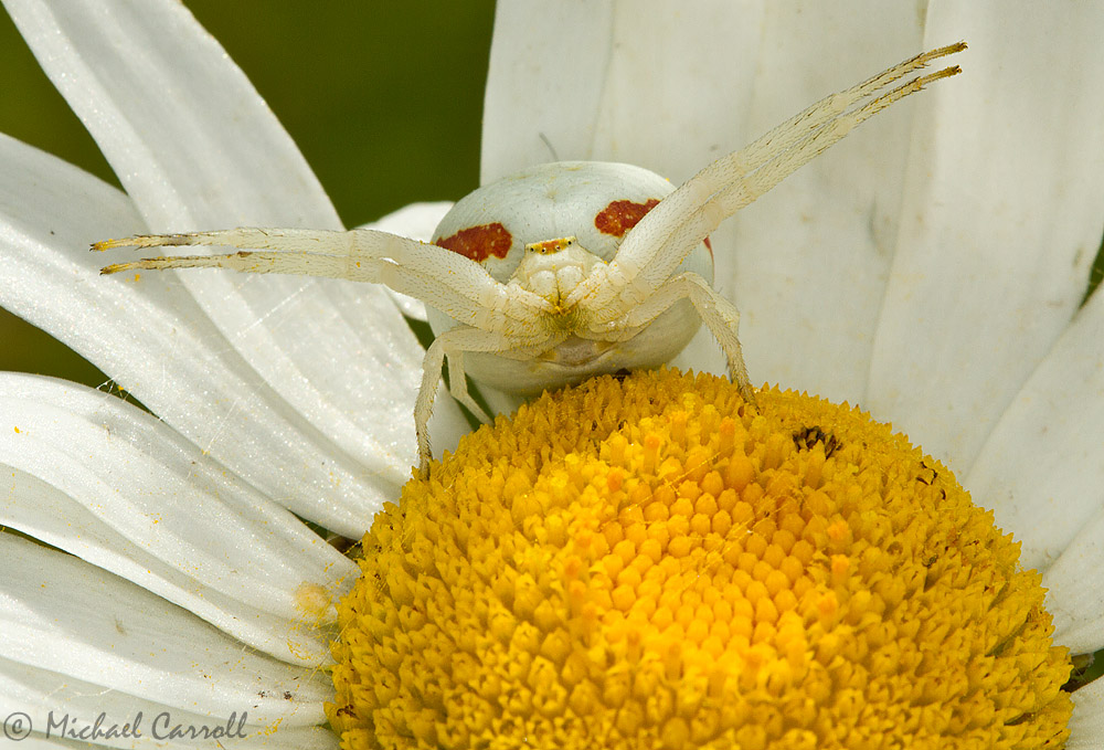 Spider_100612_5.jpg
