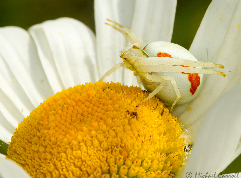 Spider_100612_6.jpg