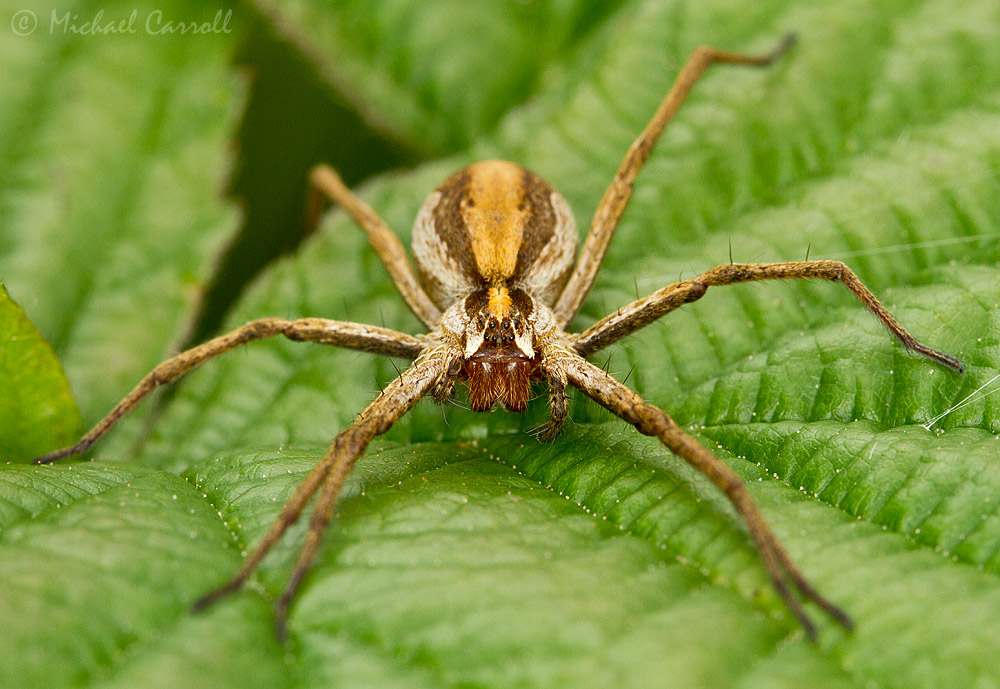 Spider_240612_1.jpg