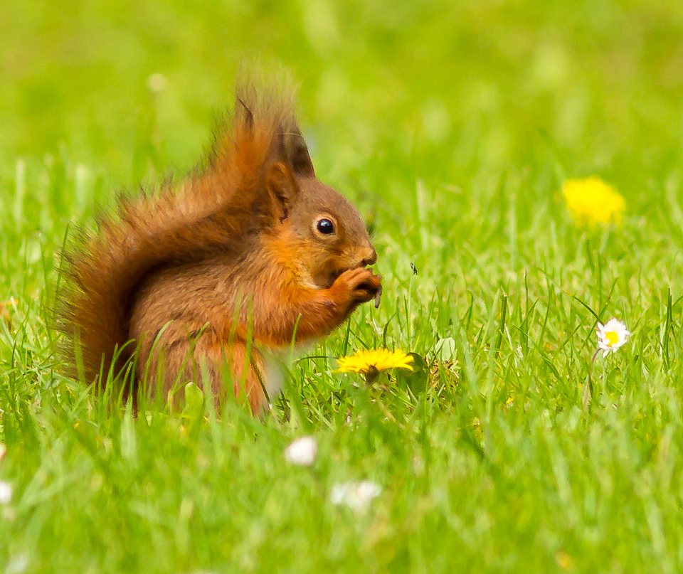 Squirrel_090515_1.jpg