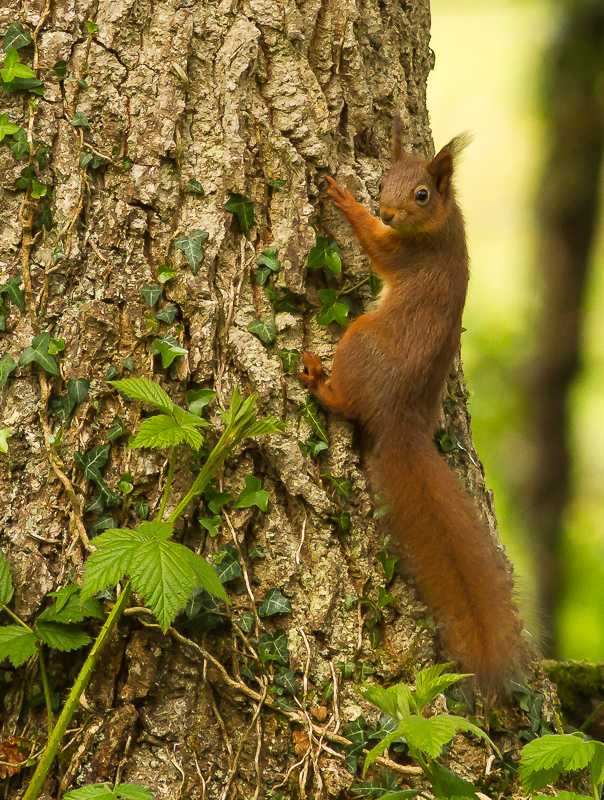 Squirrel_090515_4_800px.jpg