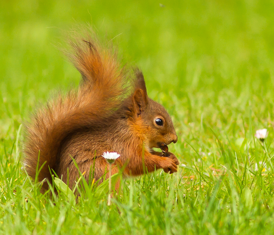 Squirrel_090515_6.jpg