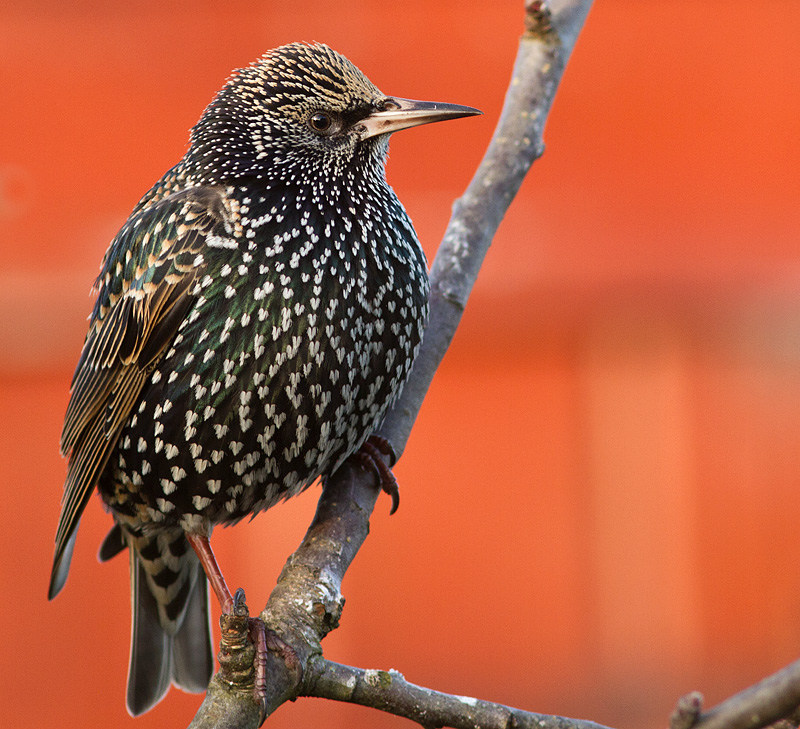 Starling_020112_1.jpg