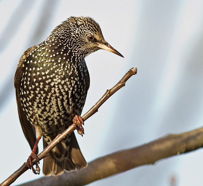 Starling_020112_2.jpg