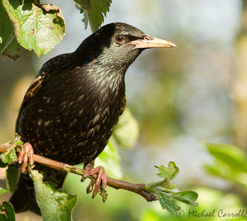 Starling_040612_3.jpg