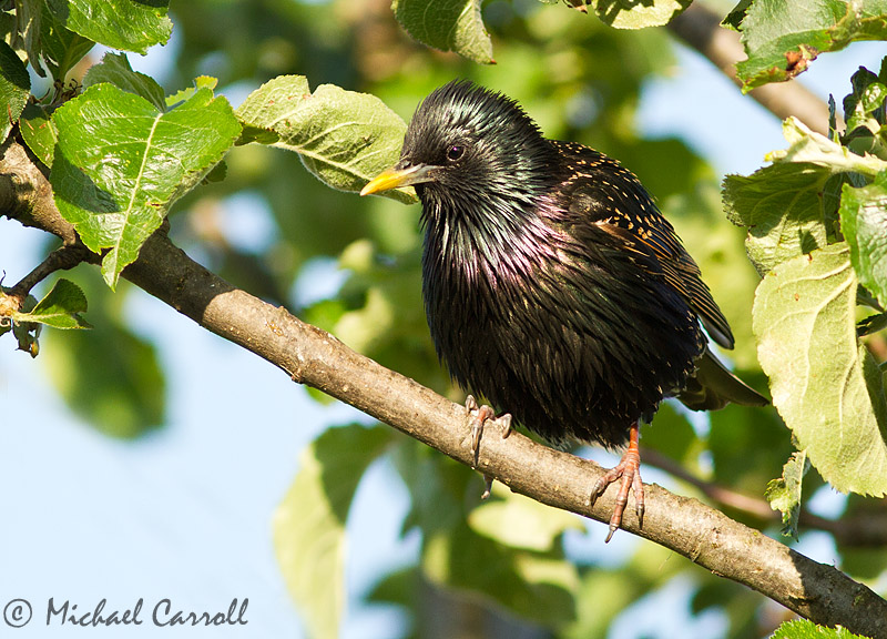 Starling_040612_4.jpg