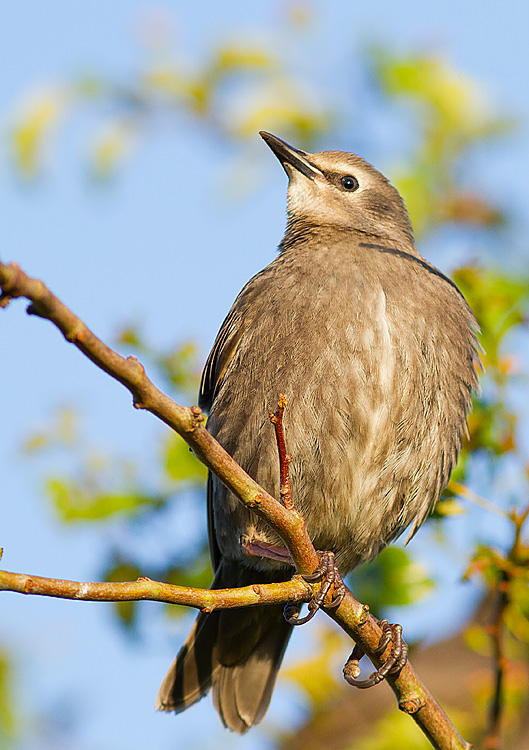 Starling_060611_1.jpg