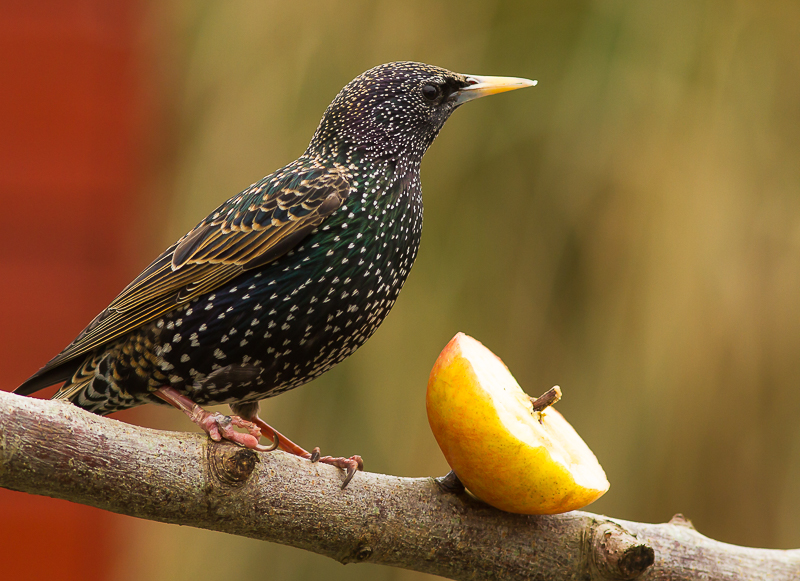 Starling_140315_800px_1.jpg