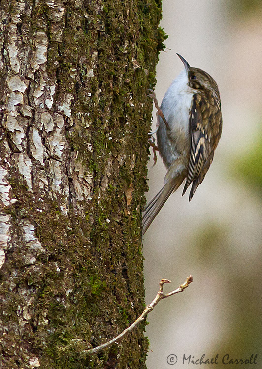 Treecreeper_270113_1.jpg