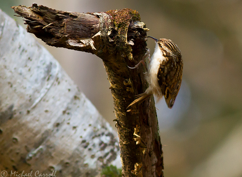 Treecreeper_270113_3.jpg