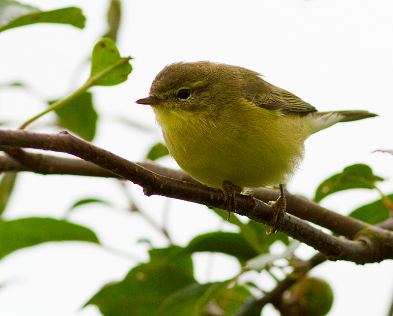 Warbler_170711_2.jpg