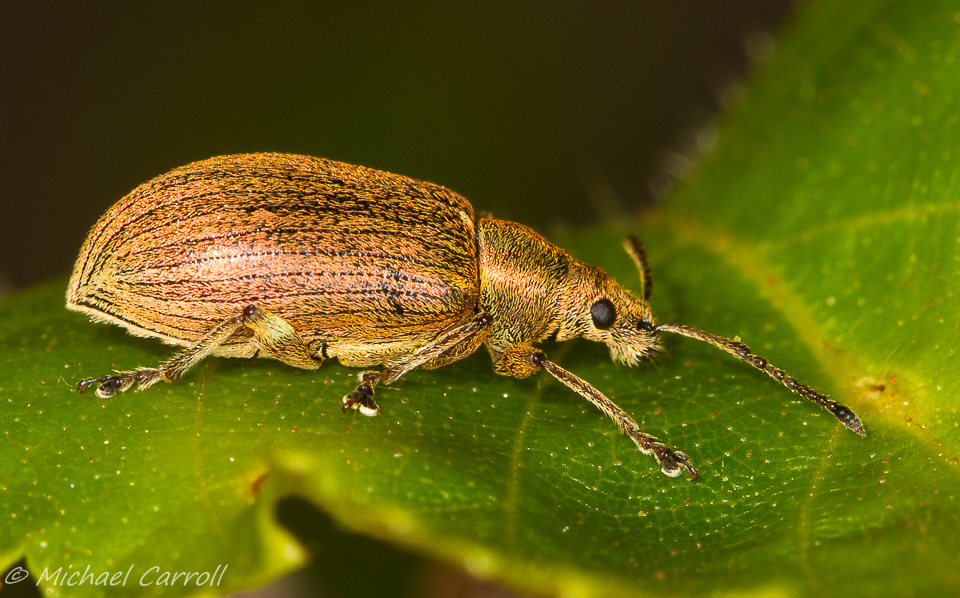 Weevil_240515_1.jpg