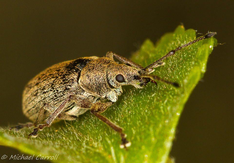 Weevil_240515_2.jpg