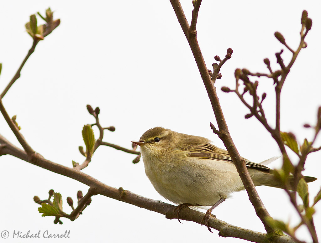 Willow_Warbler_050512_3.jpg
