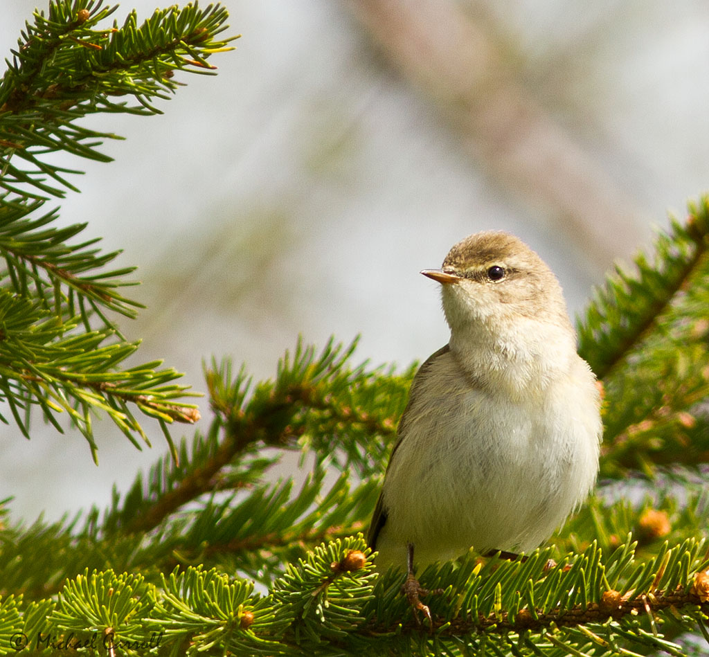 Willow_Warbler_050512_4.jpg