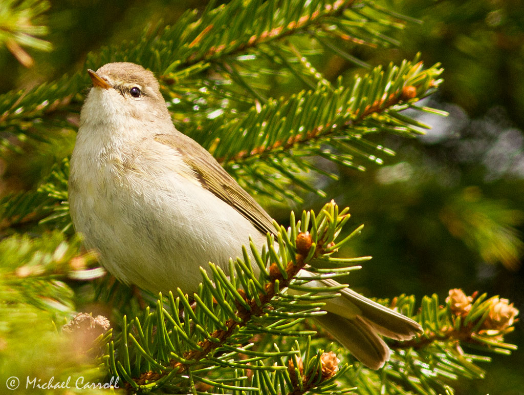 Willow_Warbler_050512_5.jpg